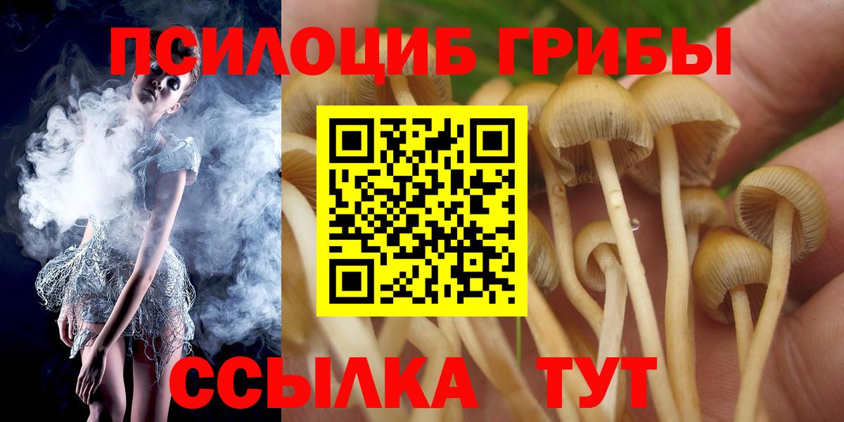 Урус-Мартан  Галлюциногенные грибы Psilocybine cubensis  Вход с VPN 